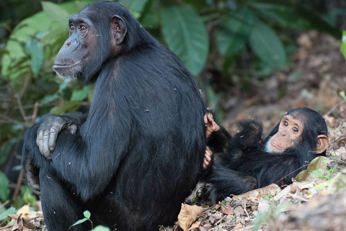 Imani the chimpanzee, a newcomer to her group, lounges with her son at Gombe National Park in Tanzania. Photo by Ian Gilby, Arizona State University.