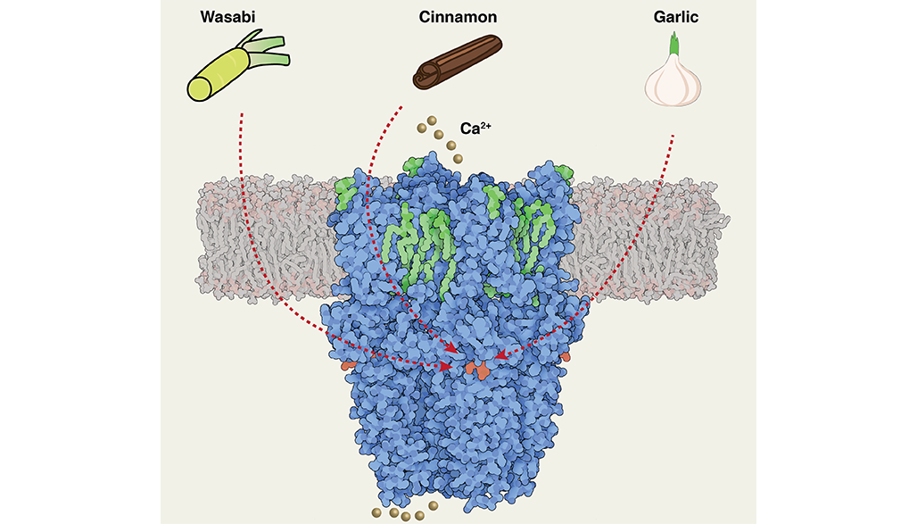 The sensor is colored blue with small red highlights showing where it reacts to wasabi, cinnamon, and garlic 