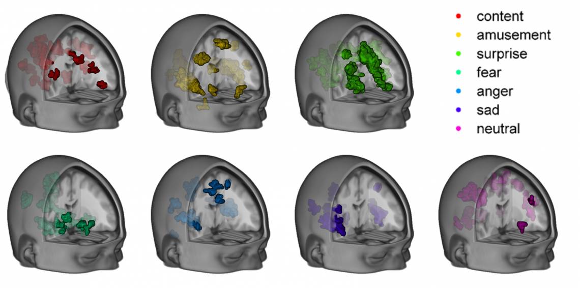 A Duke team has mapped the distinct patterns of brain activity that correspond to seven different emotional states. The brain anatomy presented here is an average of data from 32 study subjects.  (Credit: Philip Kragel, Kevin LaBar, Duke University)