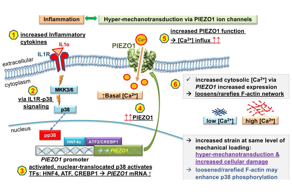 A graphical abstract of the PNAS paper.