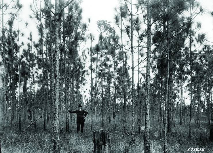 From its earliest days in the 1930s, Duke Forest offered researchers an opportunity to see how forests grow and evolve. Photo: Duke Forest.