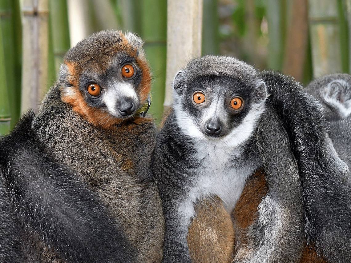 Mongoose lemur mates huddle at the Duke Lemur Center. These distant primate cousins of humans are among the few mammal species in which male-female partners stick together year after year. Photo: David Haring.