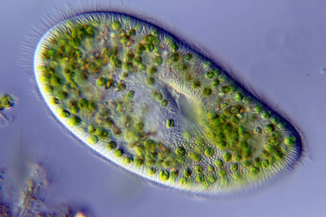 No wider than a strand of hair, unicellular protists like this Paramecium bursaria could keep greenhouse gases out of the atmosphere by gobbling up bacteria that emit CO2, researchers say. Credit: Anatoly Mikhaltsov, Wikimedia Commons