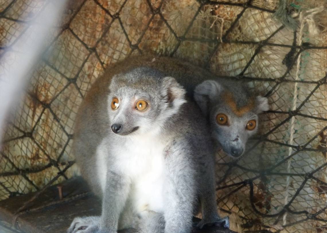 A new study of Twitter activity shows that viral images of seemingly cuddly endangered animals can have a dark side too -- by fueling demand for them as pets. Photo courtesy of Pet Lemur Survey.