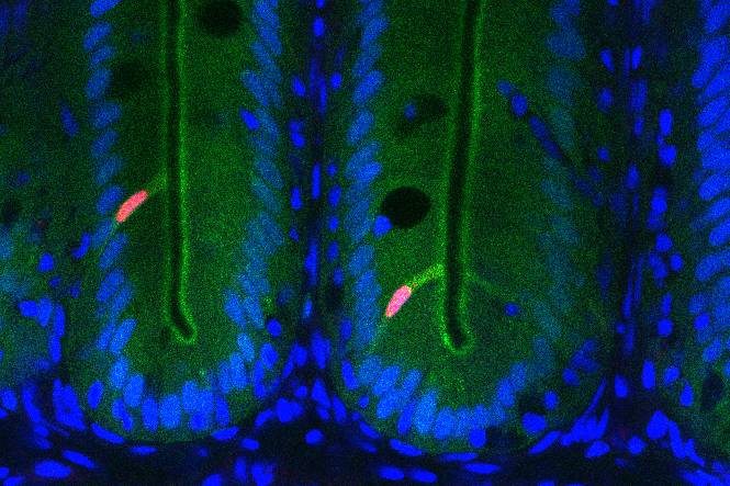 Fluorescence of the zebrafish intestine reveals activity of ancient genetic regulatory elements. Nuclei of epithelial cells lining the intestine are shown in blue, and cells that have activated a regulatory element are green.  Photo credit: Colin Lickwar