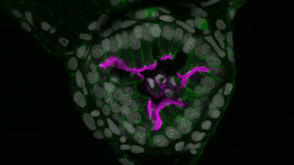 A cross-section of zebrafish gut showing the junctions between epithelial cells in green and a protein expressed on absorptive cells in pink. (John Rawls Lab)