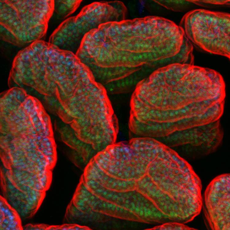 Gut microbes can alter the action of their host organism’s genes. Mouse intestinal cells are outlined in red, with the cell nuclei stained blue and a protein called transcription factor Hnf4a stained green within the nuclei. 