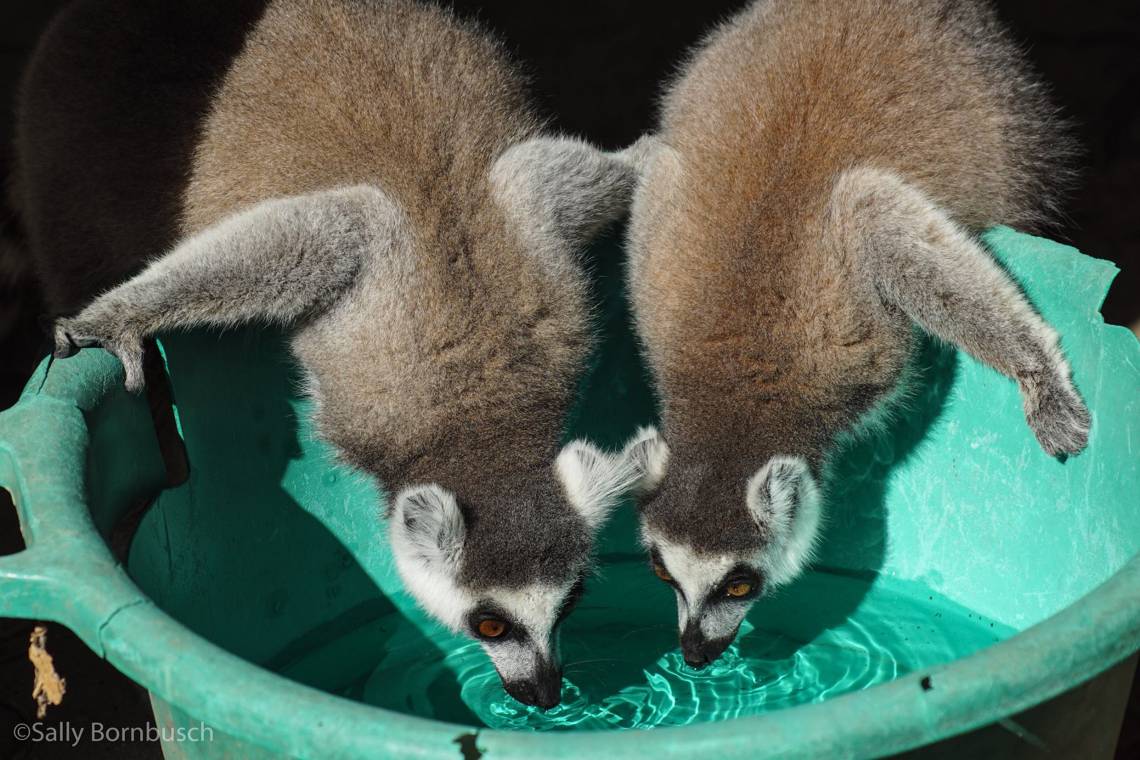 Bacterial genes for antibiotic resistance have been found in the guts of captive and wild lemurs in Madagascar and the U.S. The closer the animals’ contact with humans, the more resistant bacteria they harbored. (Sally Bornbusch)