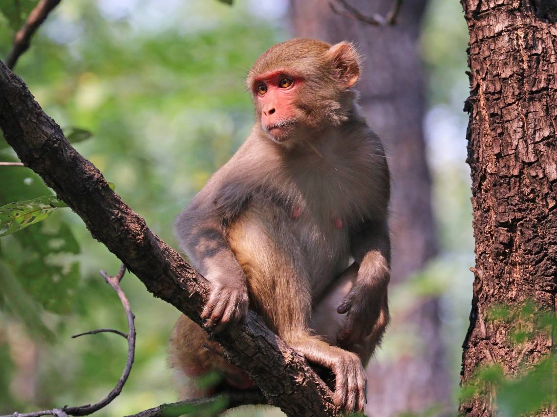 We never forget our torments. Even our DNA has a molecular memory of being bullied, finds a new study of rhesus monkeys.