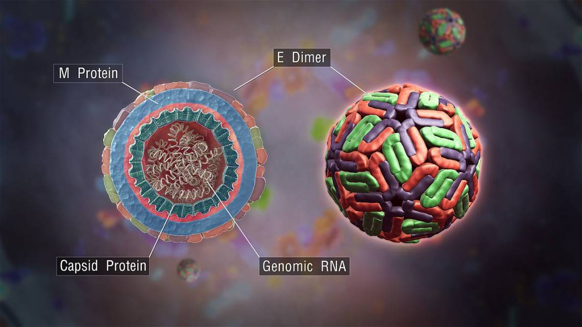 A schematic illustration of the dengue virus. (Girish Khera, Scientific Animations)