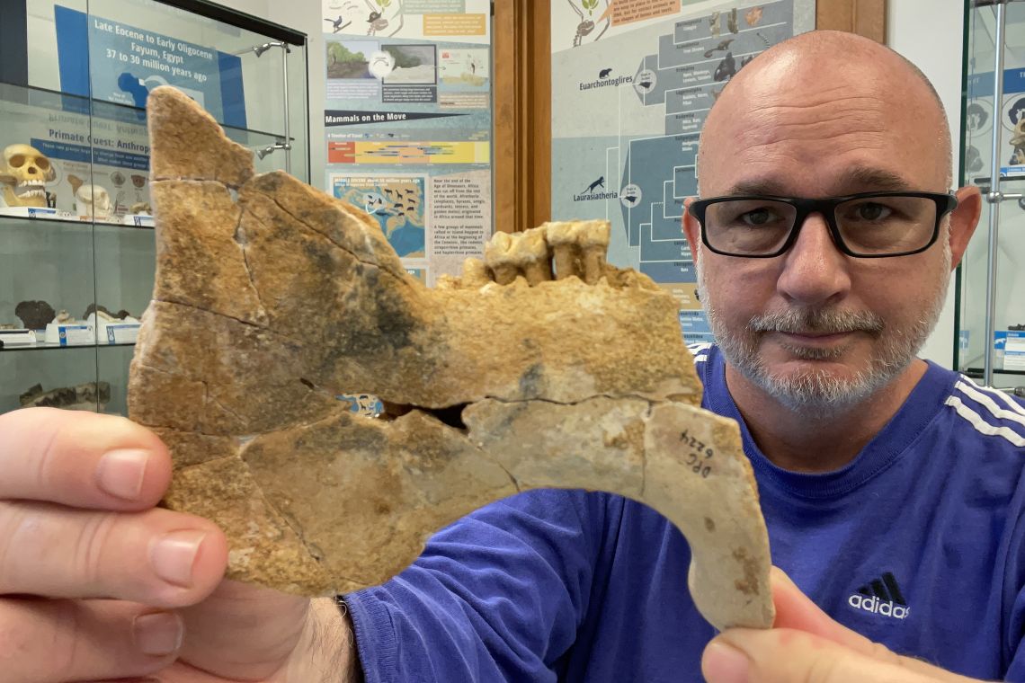Steven Heritage, a researcher at the Duke Lemur Center’s Museum of Natural History, holds the 33-million-year-old fossil mandible of an extinct sea cow which is related to modern manatees. (Catherine Riddle)