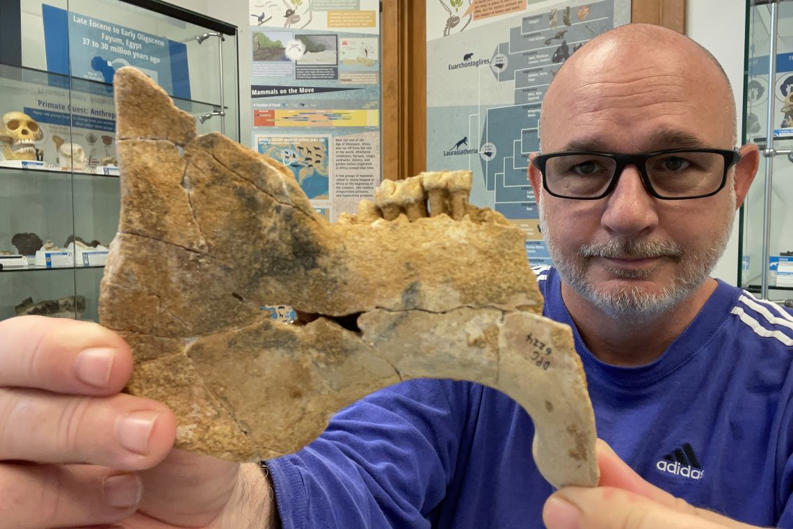 Steven Heritage, a researcher at the Duke Lemur Center's Museum of Natural History, holds the 33-million-year-old fossil mandible of an extinct sea cow which is related to modern manatees. (Catherine Riddle)