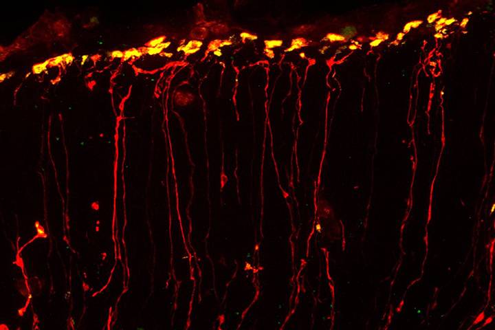 RNA (yellow) moves quickly toward the uppermost layer of the brain along the path of neural stem cells (red). Credit - Louis-Jan Pilaz, Duke University