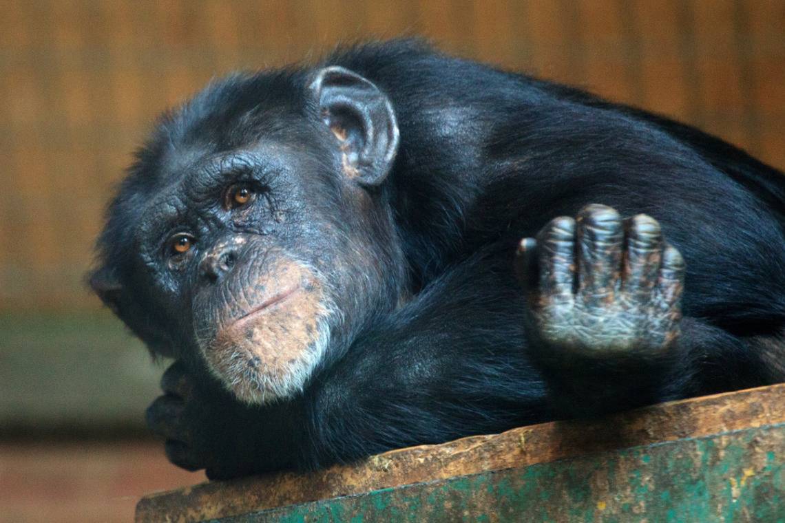 We are 99% the same as Chimpanzees at the genetic level, but the differences of that one percent are dramatic. (Photo by Petr Kratochvil)