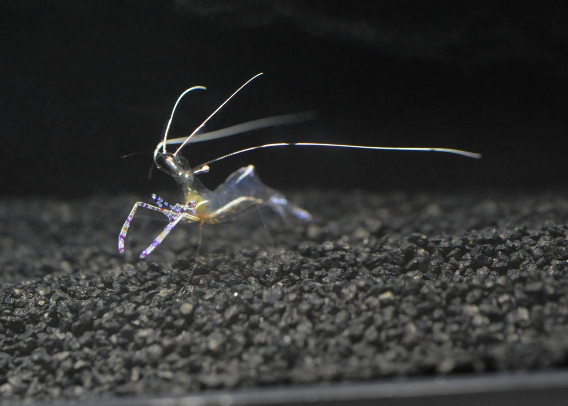 Cleaner shrimp communicate with various species of fish using long white antennae that members of their own kind can’t see. Photo by Sarah Solie, Duke University