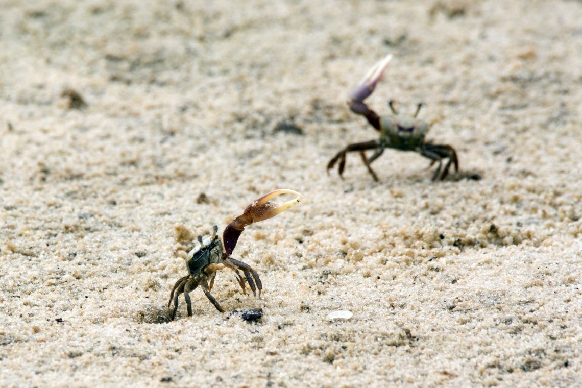 En Garde! Belligerent fiddler crabs intimidate before striking, relying on relatively cheap prop weapons to scare. (Lillie via Wikimedia Commons)
