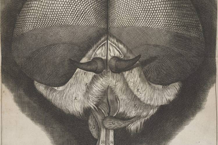 Image of a fly drawn by Robert Hooke in his Micrographia (1667), one of several rare historical volumes on entomology on display in the Stone Family Gallery.