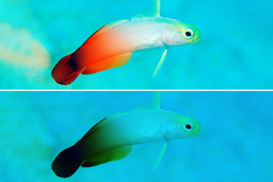 tropical fish losing color