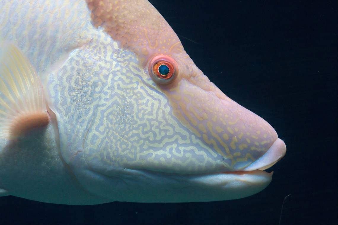 The color-changing hogfish can “see” with its skin -- an ability that likely evolved separately from light-sensing in the eyes, researchers say. Photo by Sander van der Wel, Wikimedia Commons.