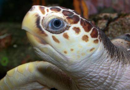 A healthy adult Loggerhead sea turtle (Caretta caretta) | Brian Gratwicke via Wikimedia Commons