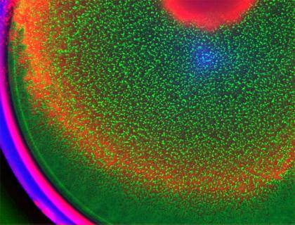 Ring patterns form in a micro-colony of engineered bacteria. Credit: Stephen Payne, Pratt School of Engineering, Duke.