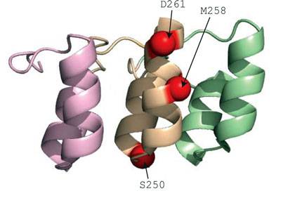 Small Mutation Changes Brain Freeze To Hot Foot Duke Today