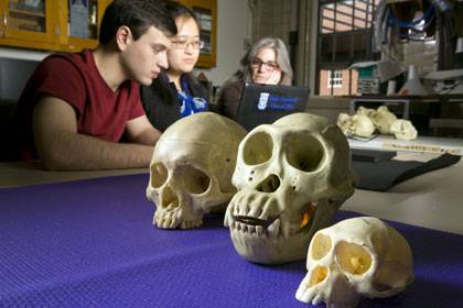 The skulls of a human, a gorilla and a macaque -- three of the species in which researchers looked at the genomics of enamel evolution.  Photo Credit; Les Todd, Duke Photography
