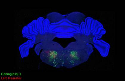 In this blue cross-section of a mouse brain, two colors of fluorescent dye trace the premotor neurons that close the jaw and stick out the tongue, revealing how the brain is wired to coordinate these muscles during chewing, drinking, and vocalizing.  Cre