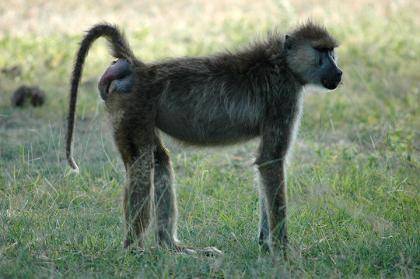 Noodle, a female baboon from Kenya, reveals her bright red swollen bottom -- a sign that her time of ovulation is near. Researchers have long thought that baboon males prefer females with bigger backsides as the mark of a good mother, but a new study sug