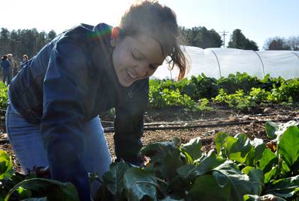 Noelle Wyman plucks radishes from the ground during a recent work day at the Duke Campus Farm. All Duke community members can volunteer at the one-acre farm. Photo by Bryan Roth.