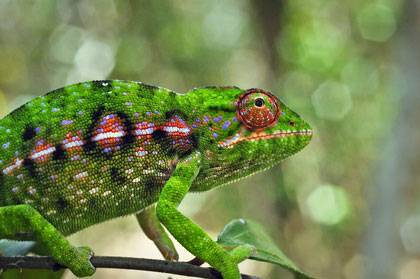Over 90% of the more than 700 species of reptiles and amphibians that live in Madagascar -- like the jeweled chameleon (Furcifer campani) shown here -- occur nowhere else on Earth. A study of how Madagascar’s unique biodiversity responded to environmen