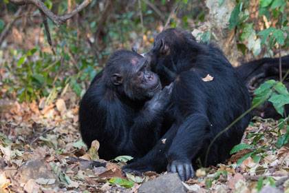 Two adult male chimpanzees groom each other in Gombe National Park, Tanzania.  Photo by Steffen Foerster, Duke University 