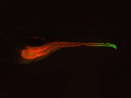 Image of a zebrafish in which the entire intestine is highlighted in red and the expression of the TNF molecule is highlighted in green. Duke researchers have discovered that a gene called uhrf1 acts like a kind of molecular handbrake on TNF, keeping it 