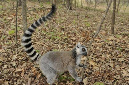 A male ring-tailed lemur stops to sniff the scent of another lemur. Lemur males mix and match their smelly secretions to make richer, longer-lasting scents and outstink their rivals, researchers report. Photo by David Haring, Duke Lemur Center