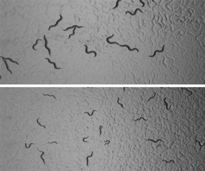 Normal adult C. elegans nematode worms (above) are about 1 mm in length. Adults that had been starved for 8 days early in their larval development (below) grow more slowly once feeding is resumed and end up smaller and less fertile.  Photo credit – Rya