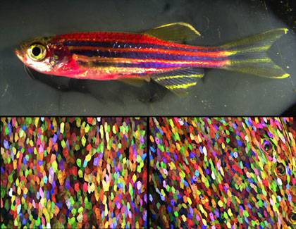 To the naked eye, this genetically engineered zebrafish has a magenta tone (top). But under a microscope, every cell has a distinct color, thanks to a new labeling technique called Skinbow (bottom).  Credit: Chen-Hui Chen, Duke University