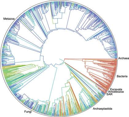 This circular family tree of Earth’s lifeforms is considered a first draft of the 3.5-billion-year history of how life evolved and diverged.