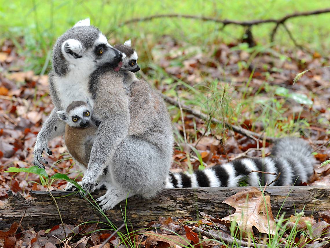 A mother lemur’s pregnancy hormones affect her daughter’s aggression later in life, researchers report. Photo by David Haring, Duke Lemur Center