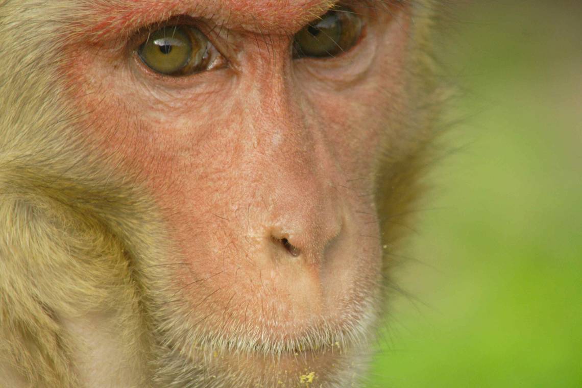 A study in rhesus monkeys shows the link between status and health has deep biological roots. Photo by Lauren Brent, University of Exeter
