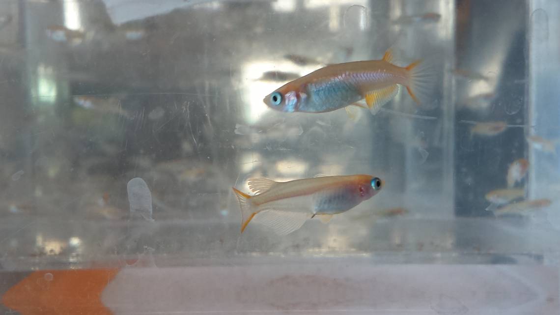 These are Japanese medaka fish used in a new study that found microplastic fibers cause severe cell damage and possible hormonal changes. Fibers of polyester, polypropylene and other types of plastics are shed or washed off of synthetic textiles. 