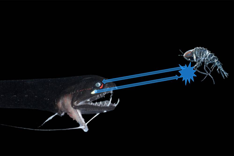 The dragonfish and many other midwater predators have light-producing organs to shine on and detect prey. But the crustacean Cystisoma, at right, grows an antireflective brush structure on its legs that diffuses light, enabling it to hide in plain sight. 