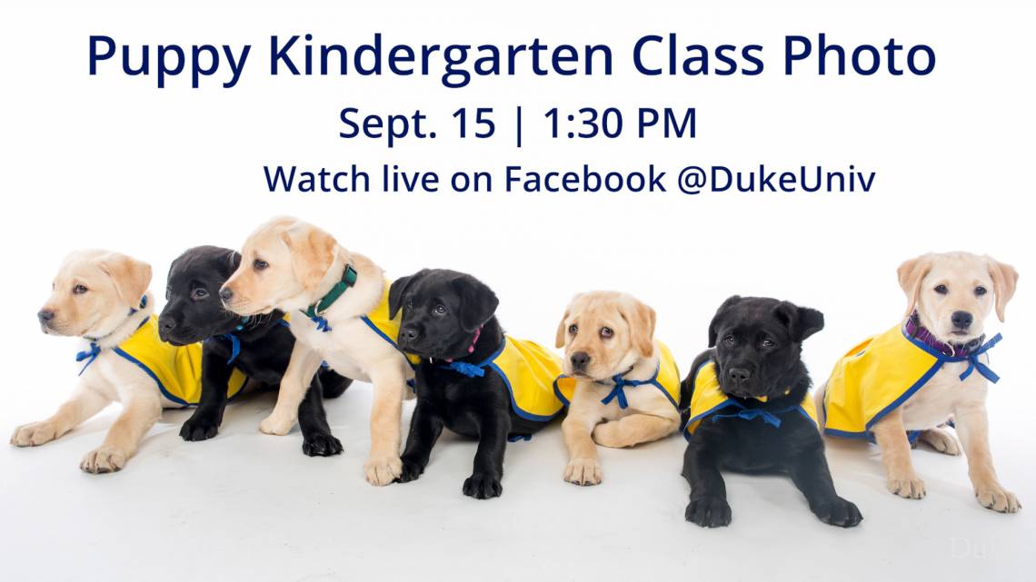 photo of puppies at the Duke Canine Cognition Center