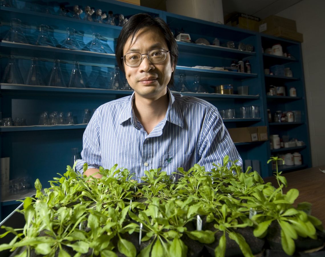 Heat waves make it harder for crops and other plants to fight disease. New research led by Duke’s Sheng-Yang He not only reveals what knocks plant defenses down when things warm up, but also how to bring them back. Credit: Michigan State University
