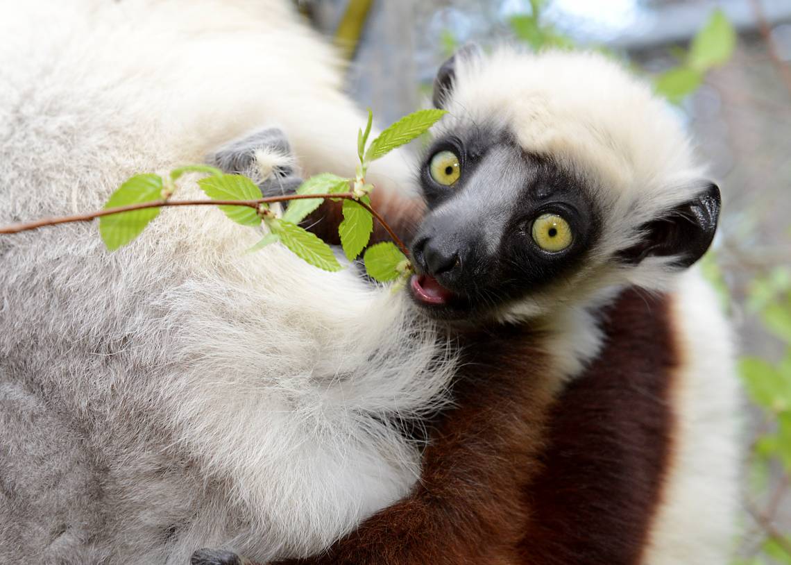 Researchers report that the microbes living in the guts of leaf-eating lemurs like this one are largely shaped by the forests where they live, a finding that could make some species less resilient to deforestation. Photo by David Haring, Duke Lemur Center