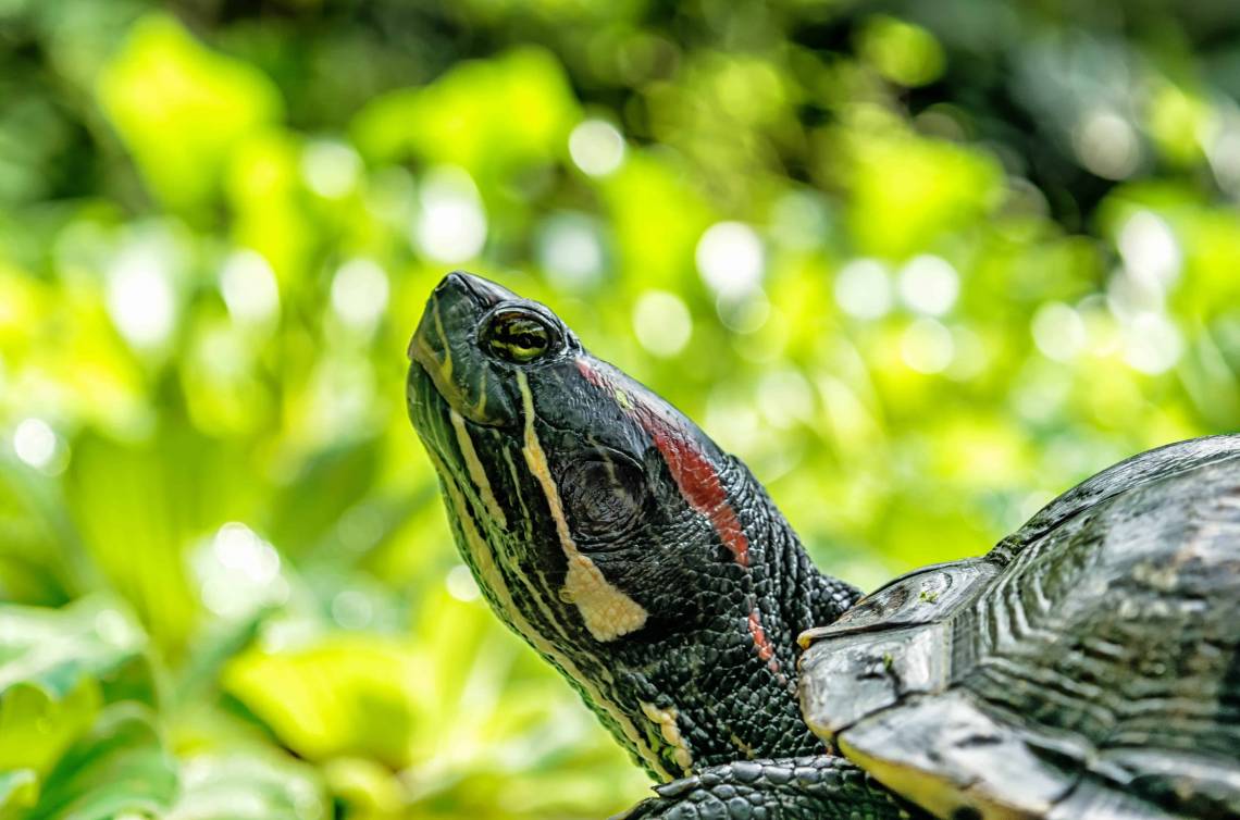 For a turtle called the red-eared slider, a hatchling’s sex depends on the environment. Cooler egg incubation temperatures produce mostly male hatchlings; warmer incubation temperatures mean more females. Image via Pixnio.