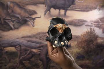 Based on the small size of Leti’s skull and on the combination of baby teeth and unerupted adult teeth, researchers estimate that the Homo naledi child would have been 4-6 years old.