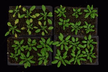 Plants engineered to resist disease are able to fend off infection but suffer stunted growth (top left). By controlling how proteins are translated, scientists were able to bolster plant immunity without causing collateral damage (bottom, R). Guoyong Xu.