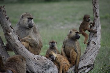 Co-led by Duke's Susan Alberts, the Amboseli Baboon Project is one of the longest-running studies of wild primates in the world, ongoing since 1971. Photo by Chelsea Weibel, University of Notre Dame.