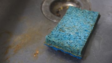 Researchers have discovered that a sponge's structure mimics that of soil to produce an environment more hospitable to microbial diversity than most laboratory equipment