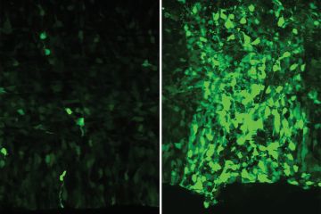The fluorescent glow of mouse brain cells on the right indicates the effectiveness of a human-derived gene enhancer, HAQER0059, versus a 6 million year old version of the enhancer at left. (Riley Mangan, Duke University)  